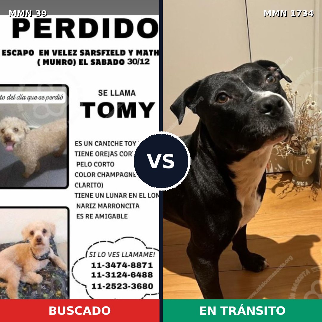 Comparativa MMS 38691: mascota perdida y mascota encontrada, 25% de similitud