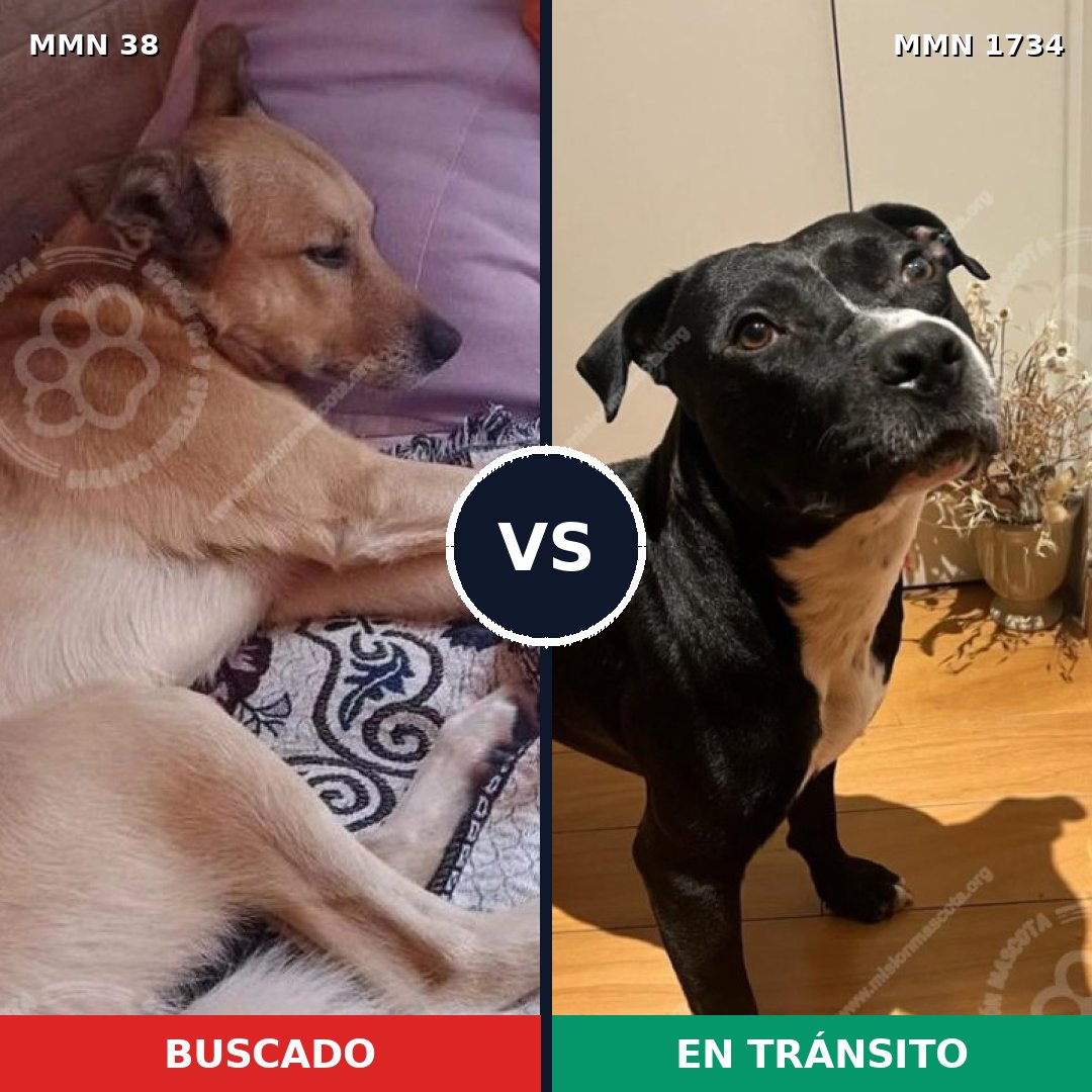 Comparativa MMS 38692: mascota perdida y mascota encontrada, 44% de similitud