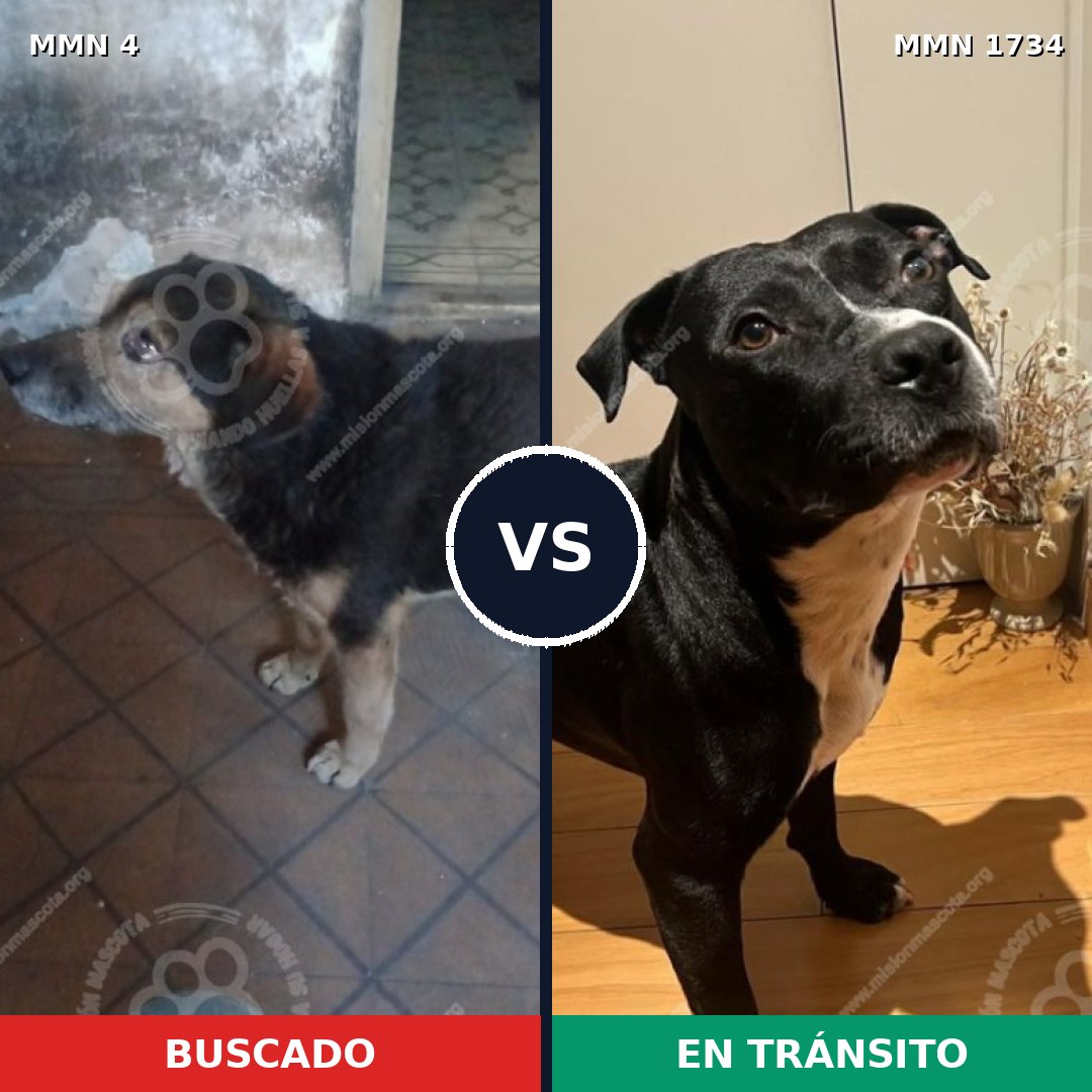 Comparativa MMS 38693: mascota perdida y mascota encontrada, 43% de similitud