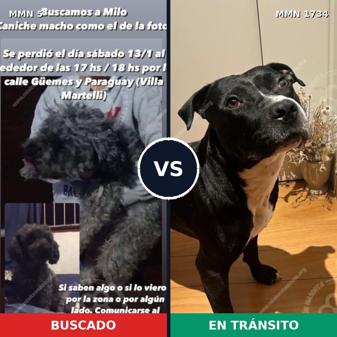 Comparativa MMS 38694: mascota perdida y mascota encontrada, 45% de similitud