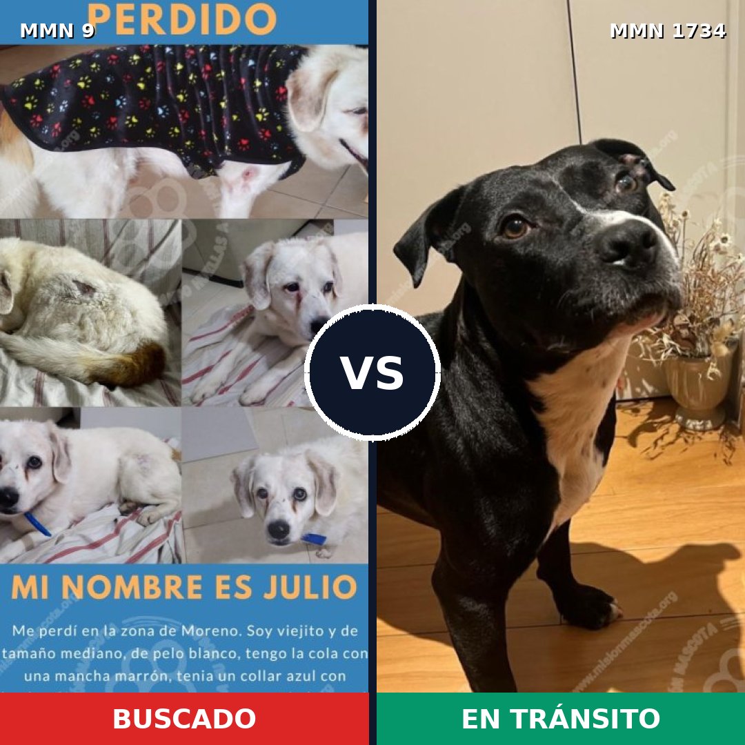 Comparativa MMS 38695: mascota perdida y mascota encontrada, 44% de similitud