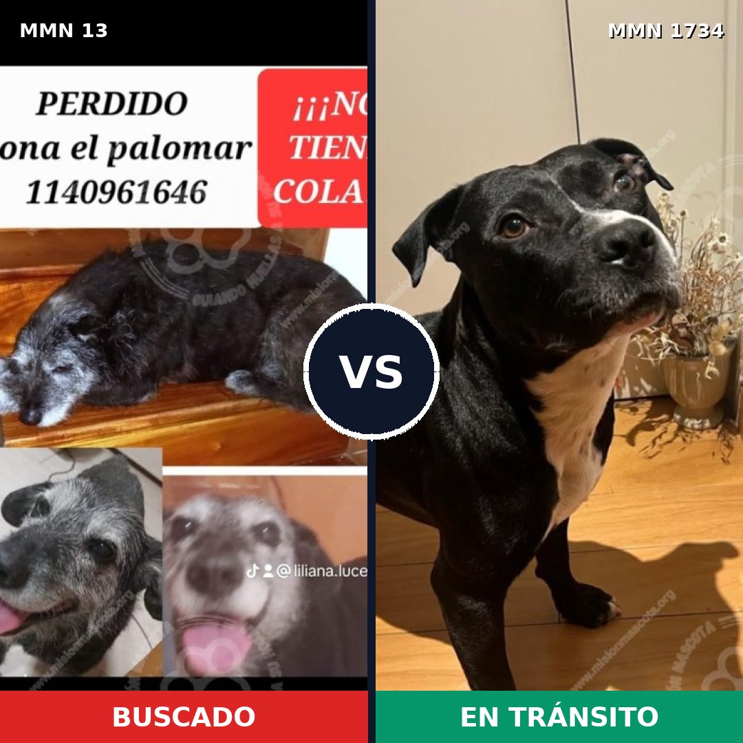 Comparativa MMS 38697: mascota perdida y mascota encontrada, 46% de similitud