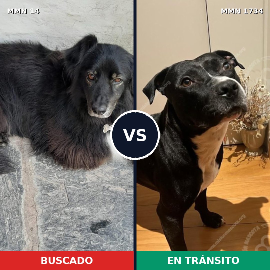 Comparativa MMS 38698: mascota perdida y mascota encontrada, 47% de similitud