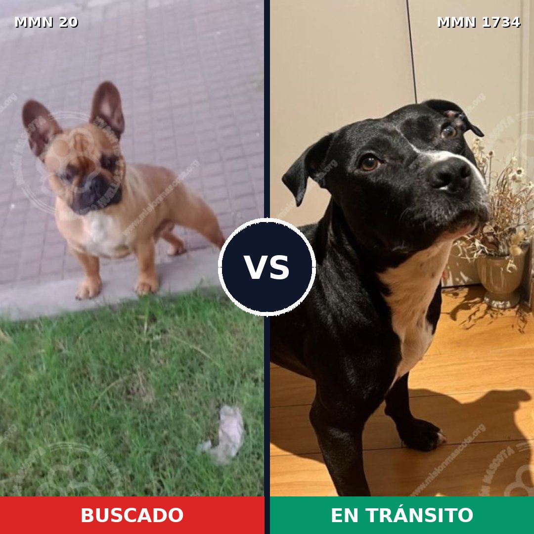 Comparativa MMS 38699: mascota perdida y mascota encontrada, 36% de similitud