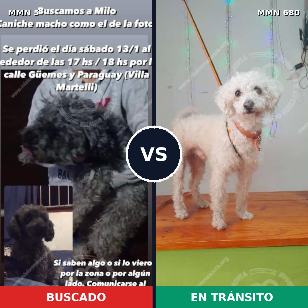 Comparativa MMS 387: mascota perdida y mascota encontrada, 73% de similitud