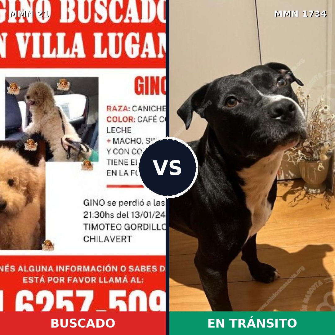 Comparativa MMS 38700: mascota perdida y mascota encontrada, 35% de similitud