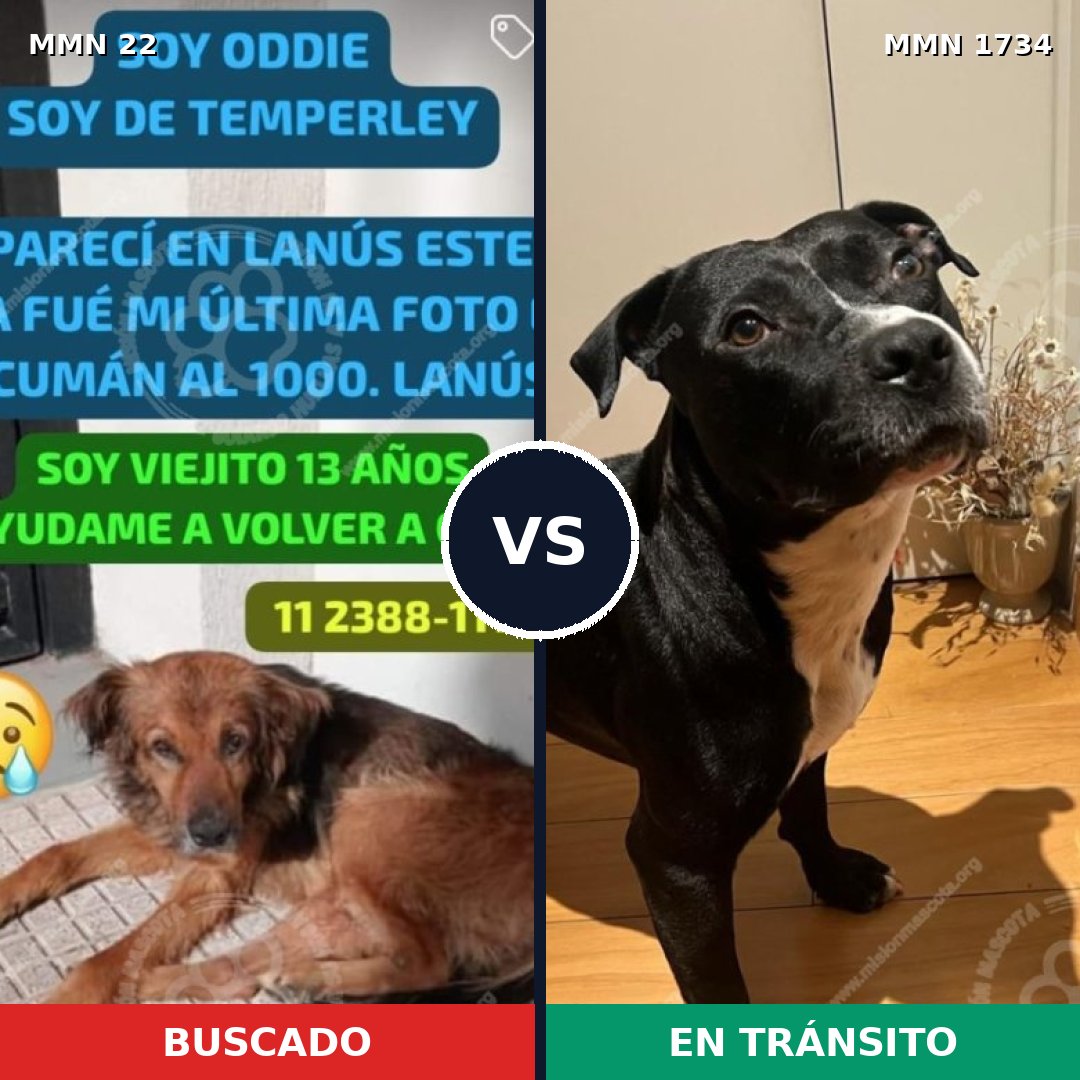Comparativa MMS 38701: mascota perdida y mascota encontrada, 40% de similitud