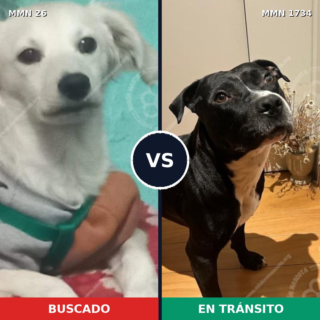 Comparativa MMS 38702: mascota perdida y mascota encontrada, 28% de similitud