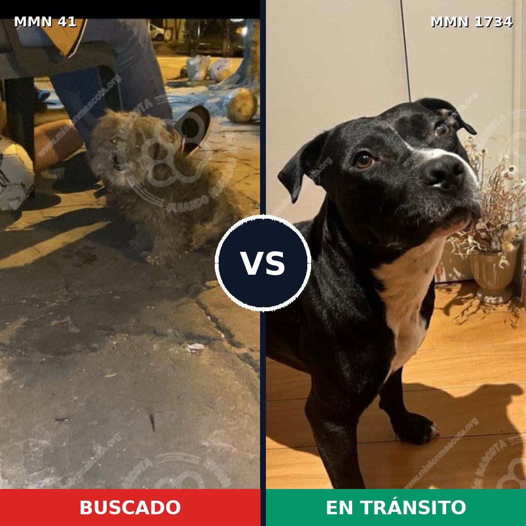 Comparativa MMS 38704: mascota perdida y mascota encontrada, 28% de similitud