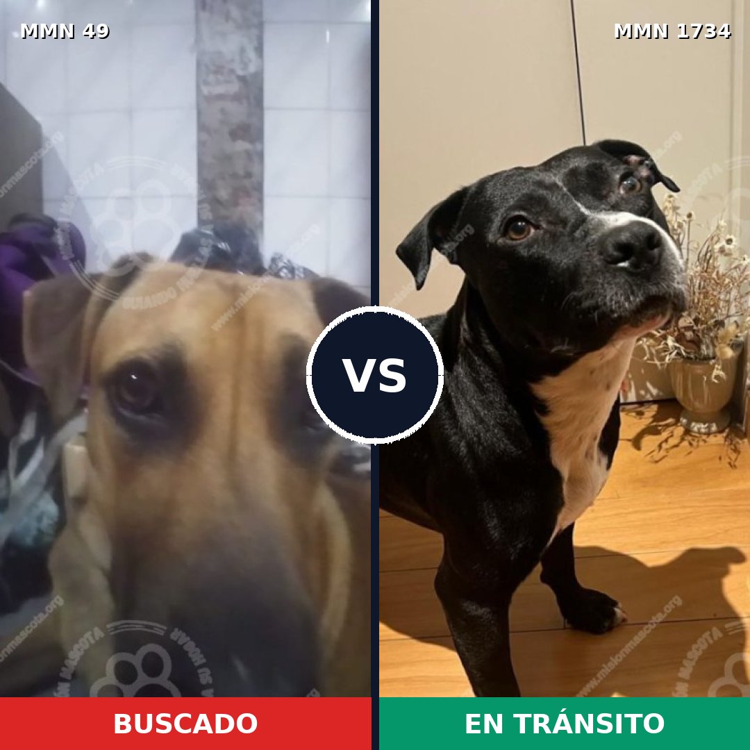 Comparativa MMS 38705: mascota perdida y mascota encontrada, 27% de similitud