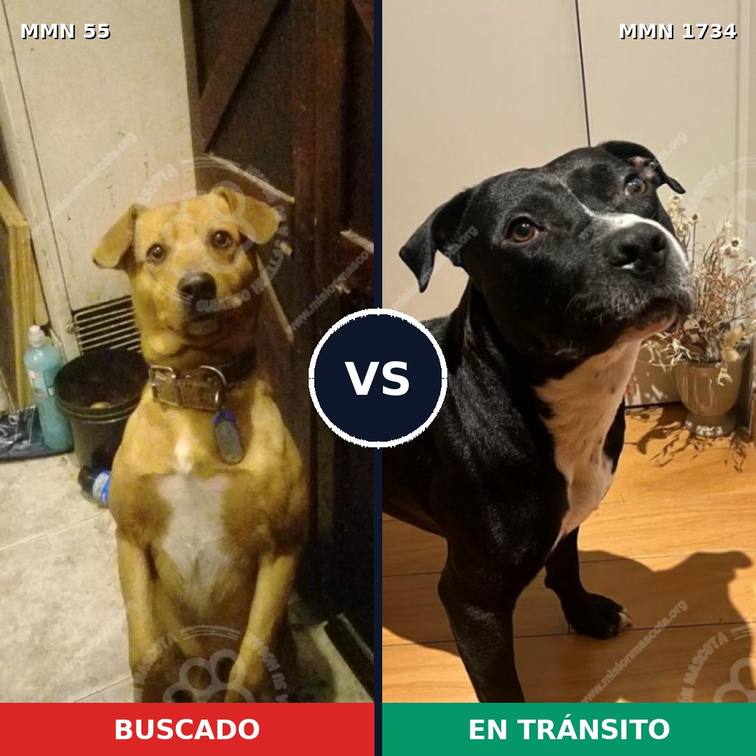 Comparativa MMS 38706: mascota perdida y mascota encontrada, 46% de similitud