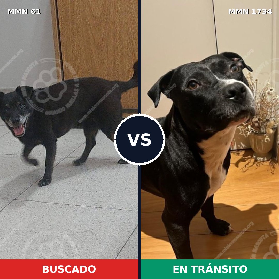 Comparativa MMS 38707: mascota perdida y mascota encontrada, 47% de similitud