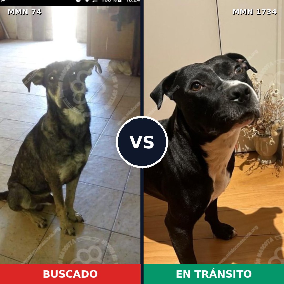 Comparativa MMS 38708: mascota perdida y mascota encontrada, 33% de similitud