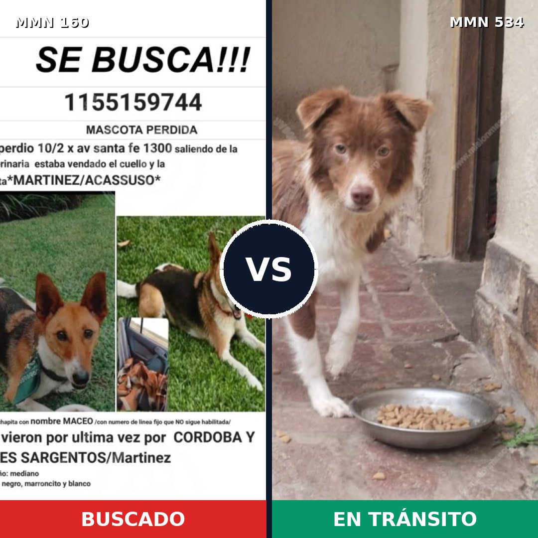 Comparativa MMS 3871: mascota perdida y mascota encontrada, 66% de similitud