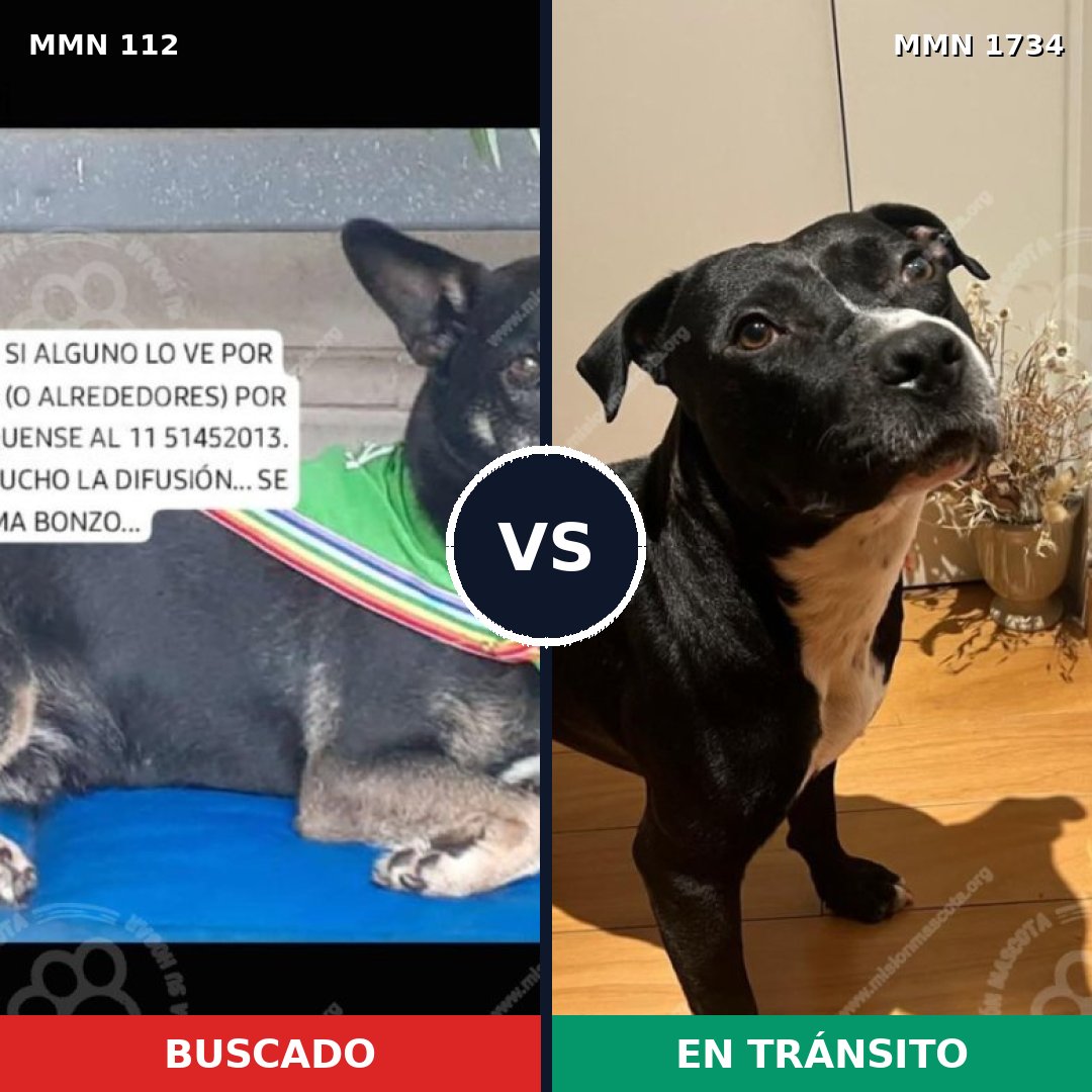 Comparativa MMS 38710: mascota perdida y mascota encontrada, 48% de similitud