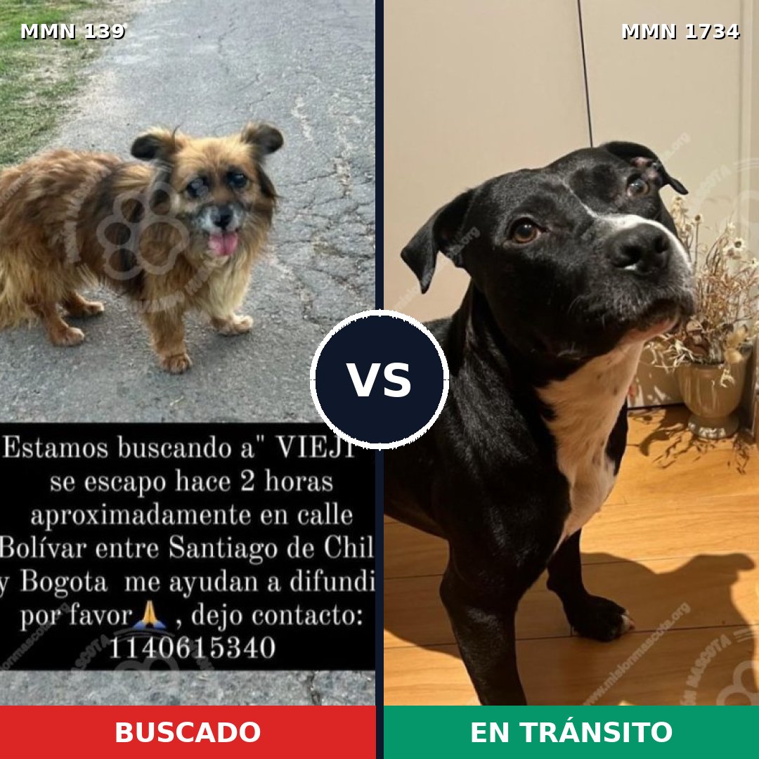 Comparativa MMS 38711: mascota perdida y mascota encontrada, 37% de similitud