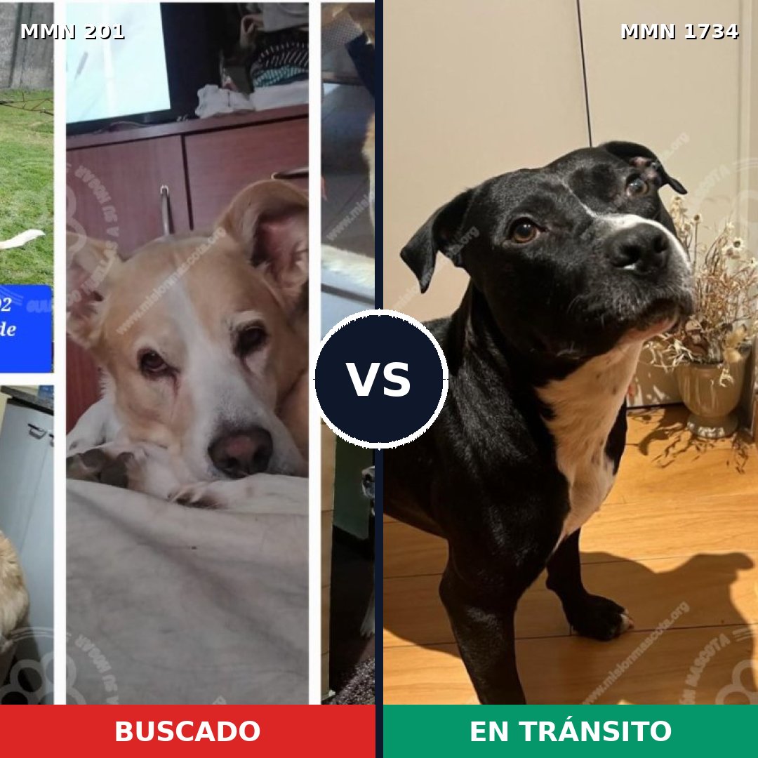 Comparativa MMS 38712: mascota perdida y mascota encontrada, 44% de similitud