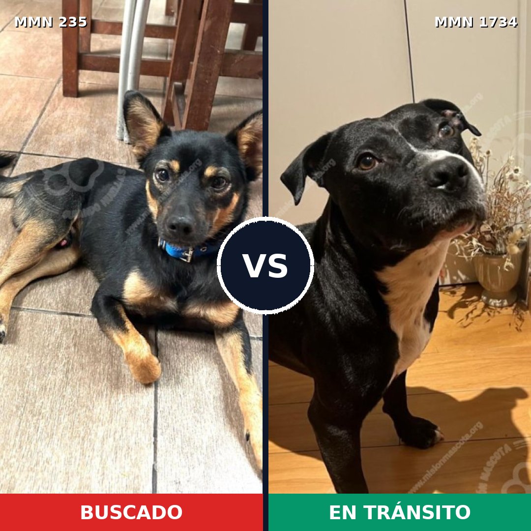 Comparativa MMS 38713: mascota perdida y mascota encontrada, 35% de similitud