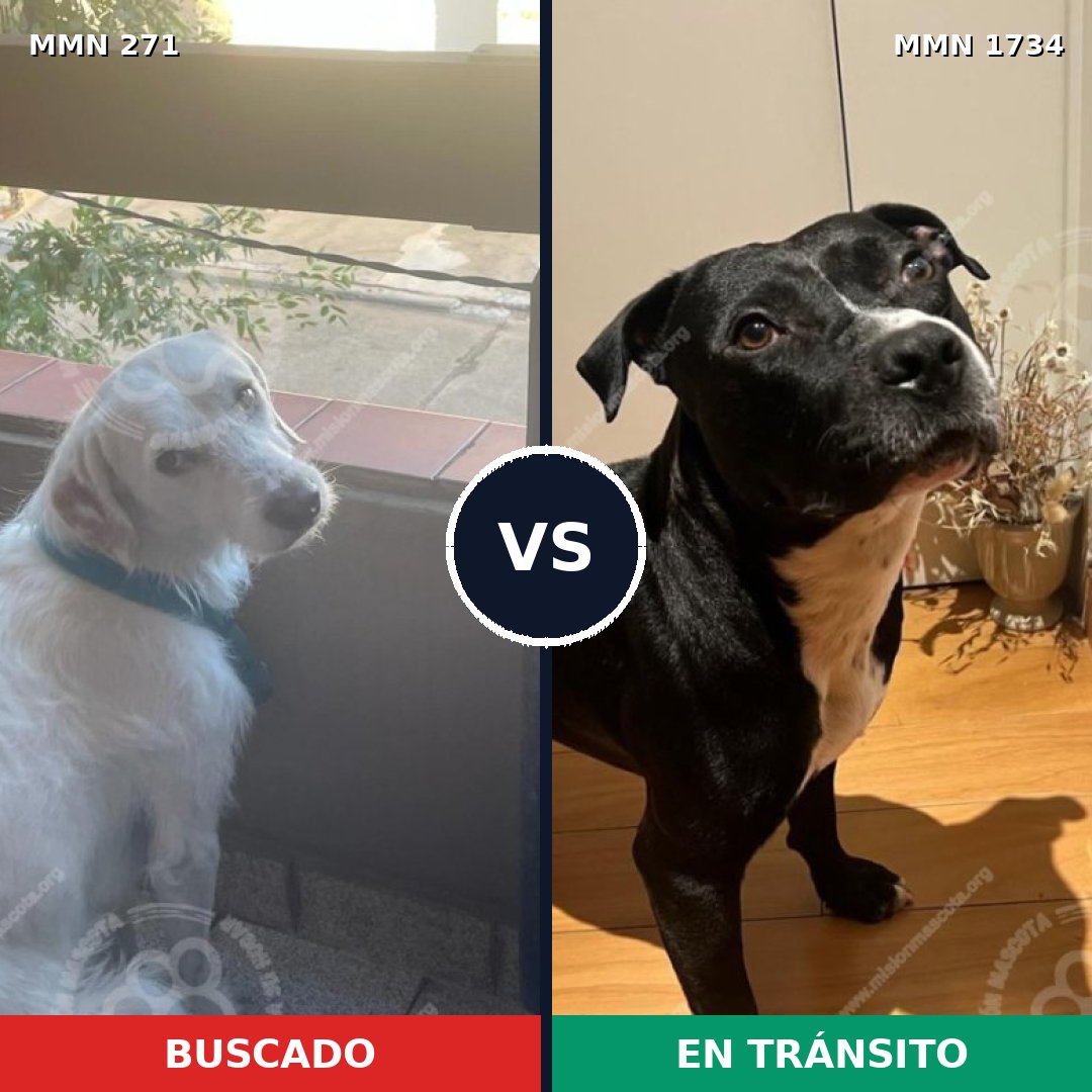 Comparativa MMS 38714: mascota perdida y mascota encontrada, 40% de similitud