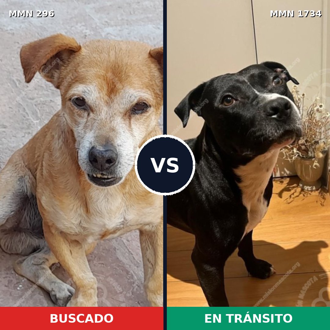 Comparativa MMS 38715: mascota perdida y mascota encontrada, 42% de similitud