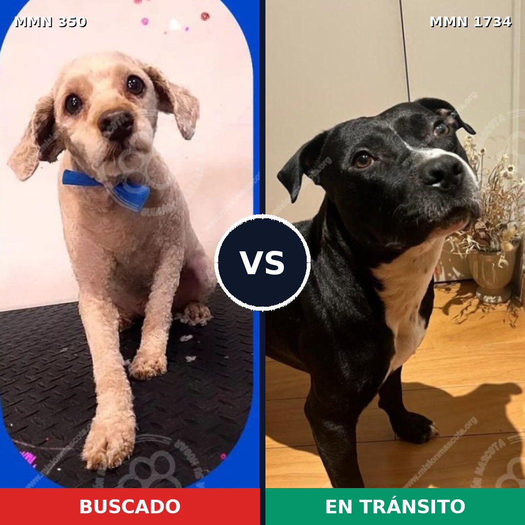 Comparativa MMS 38716: mascota perdida y mascota encontrada, 51% de similitud