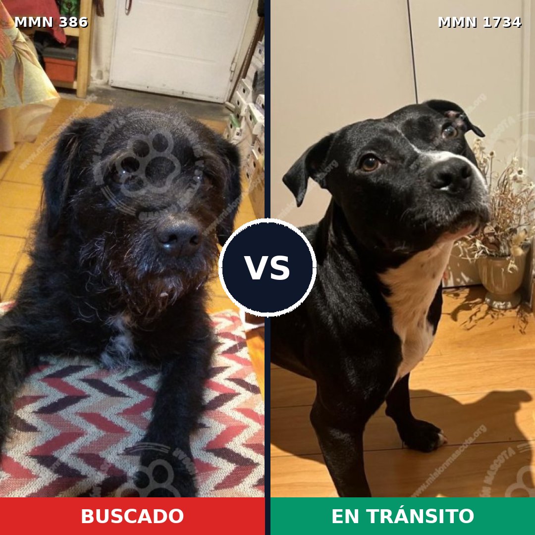 Comparativa MMS 38717: mascota perdida y mascota encontrada, 53% de similitud