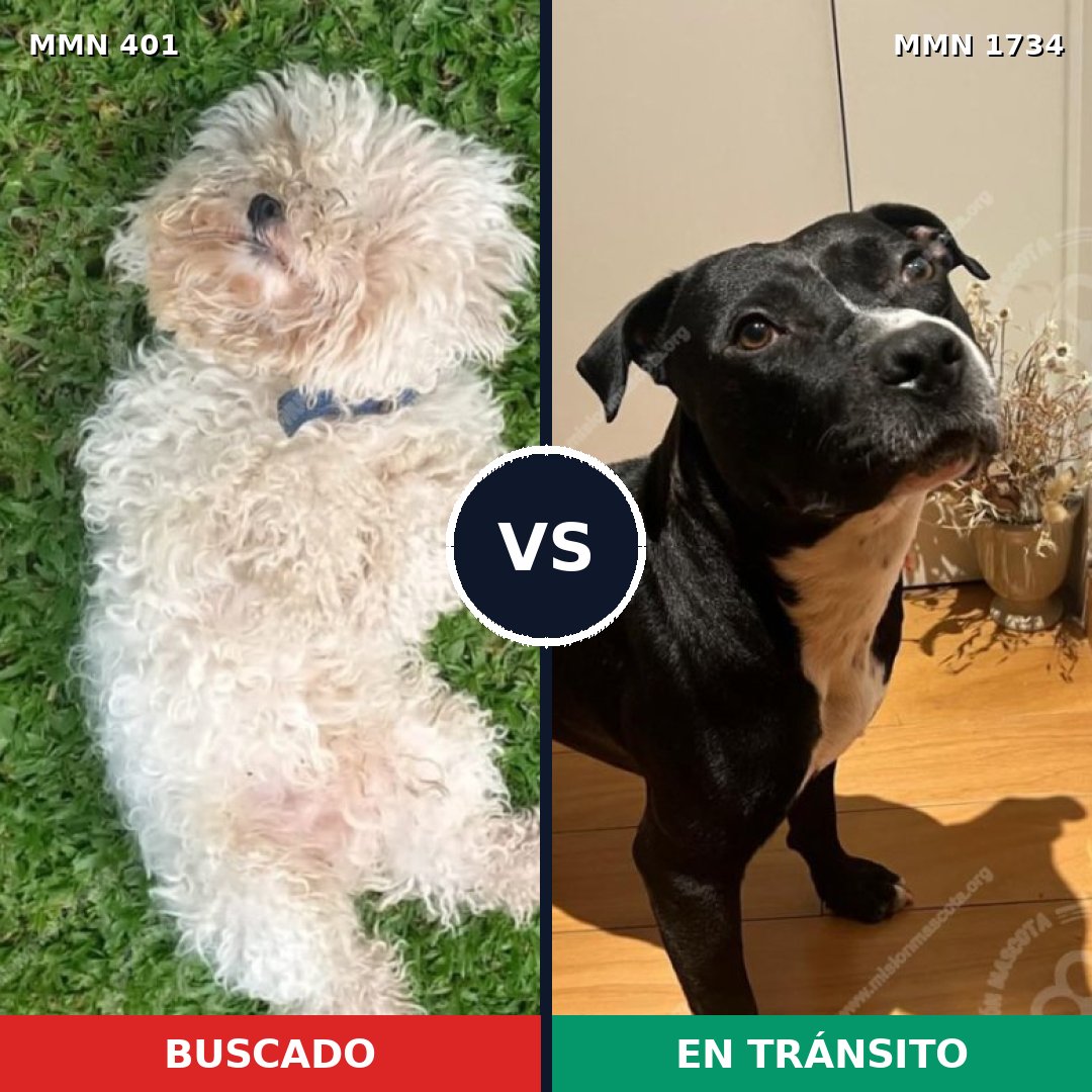 Comparativa MMS 38719: mascota perdida y mascota encontrada, 22% de similitud