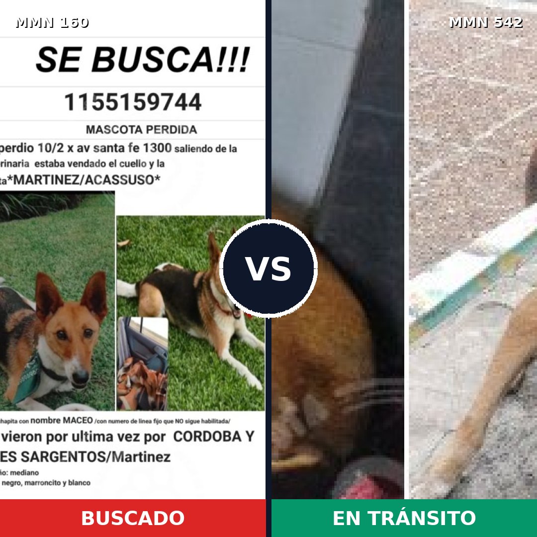 Comparativa MMS 3872: mascota perdida y mascota encontrada, 31% de similitud