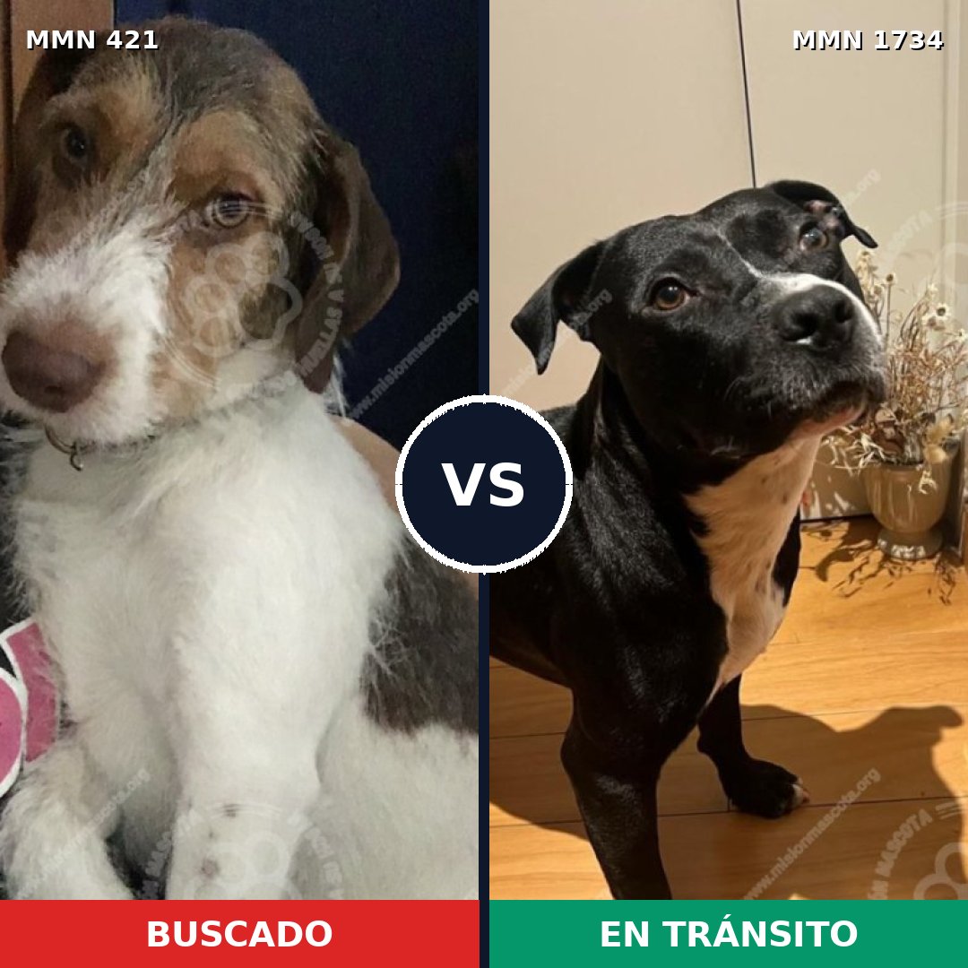 Comparativa MMS 38720: mascota perdida y mascota encontrada, 46% de similitud