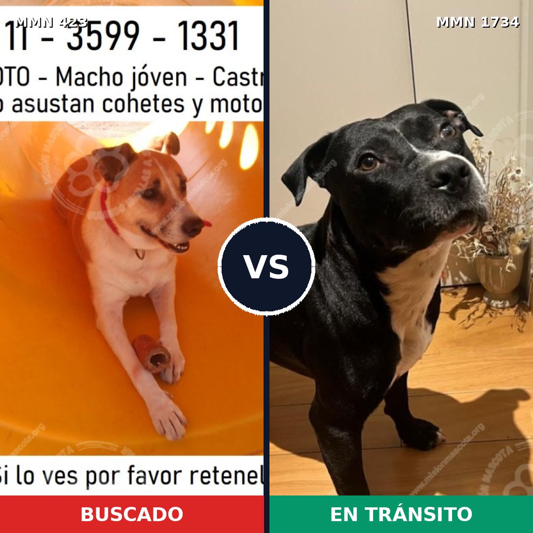 Comparativa MMS 38721: mascota perdida y mascota encontrada, 46% de similitud
