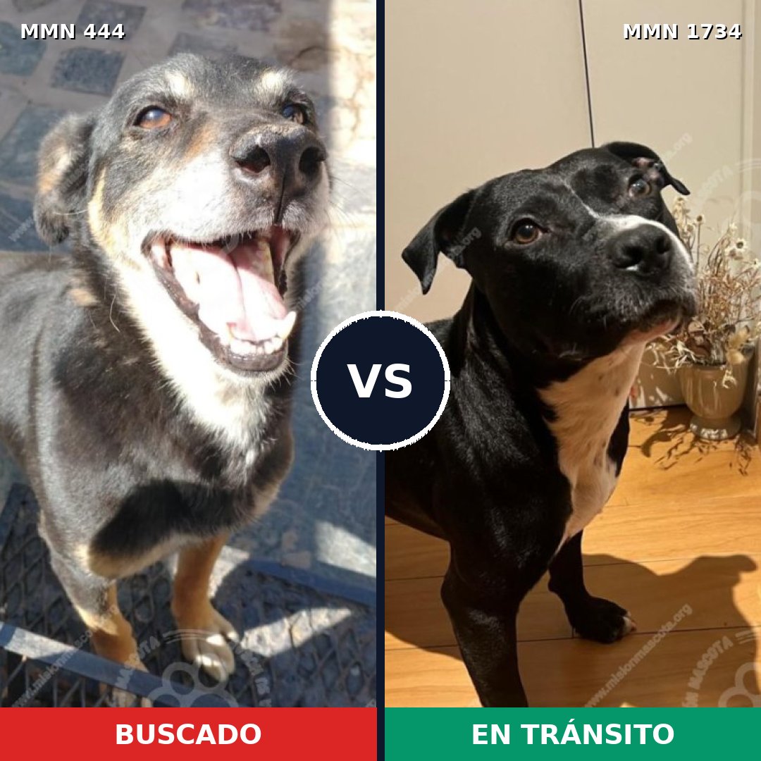 Comparativa MMS 38723: mascota perdida y mascota encontrada, 35% de similitud