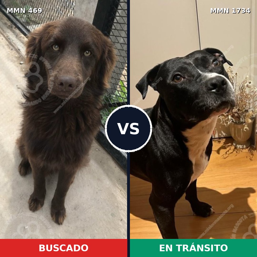 Comparativa MMS 38725: mascota perdida y mascota encontrada, 42% de similitud