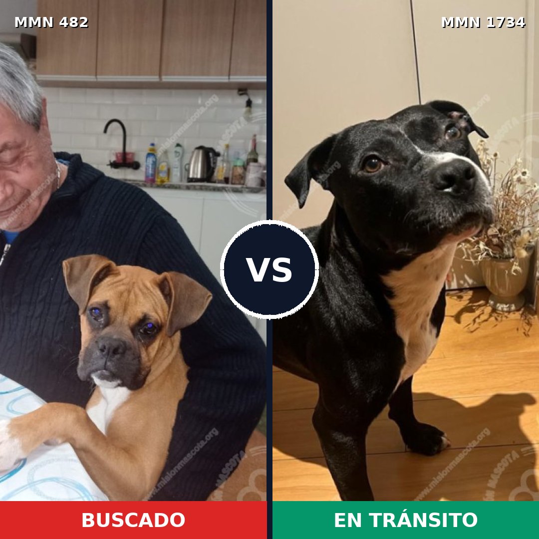 Comparativa MMS 38727: mascota perdida y mascota encontrada, 47% de similitud