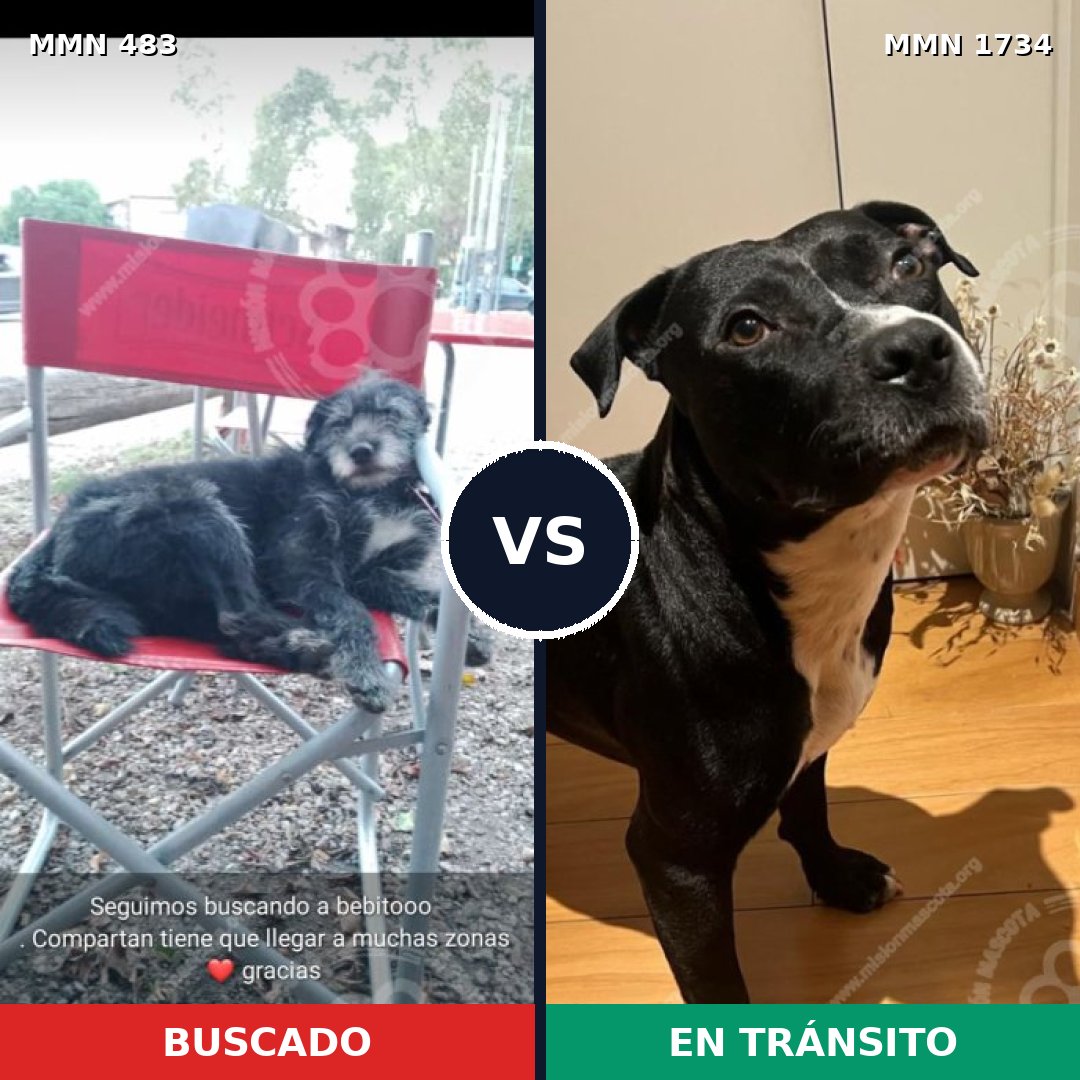 Comparativa MMS 38728: mascota perdida y mascota encontrada, 54% de similitud