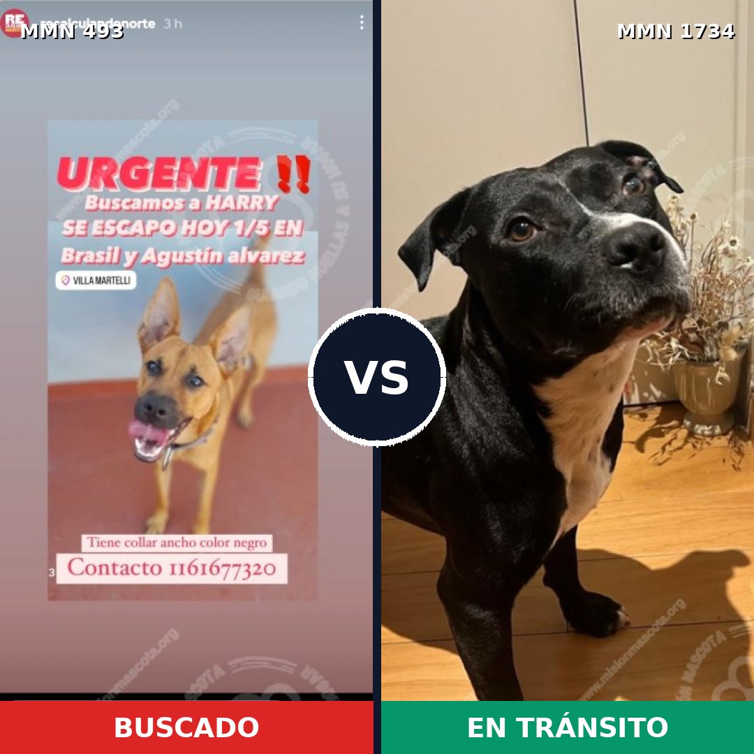 Comparativa MMS 38729: mascota perdida y mascota encontrada, 42% de similitud