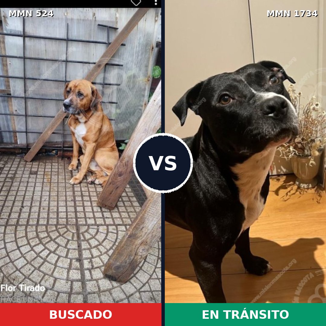 Comparativa MMS 38730: mascota perdida y mascota encontrada, 40% de similitud