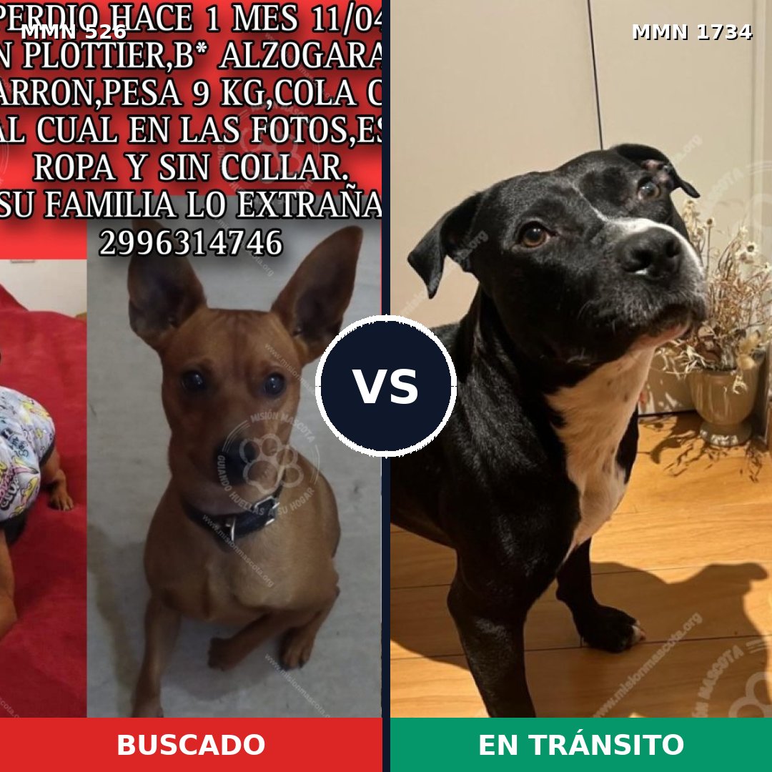 Comparativa MMS 38731: mascota perdida y mascota encontrada, 32% de similitud