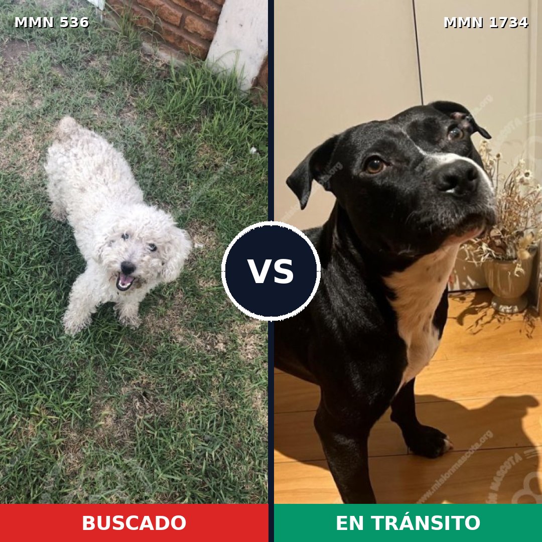 Comparativa MMS 38732: mascota perdida y mascota encontrada, 45% de similitud