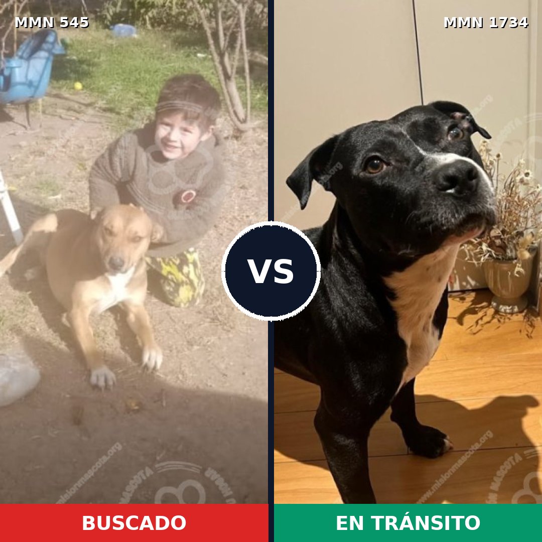 Comparativa MMS 38733: mascota perdida y mascota encontrada, 82% de similitud
