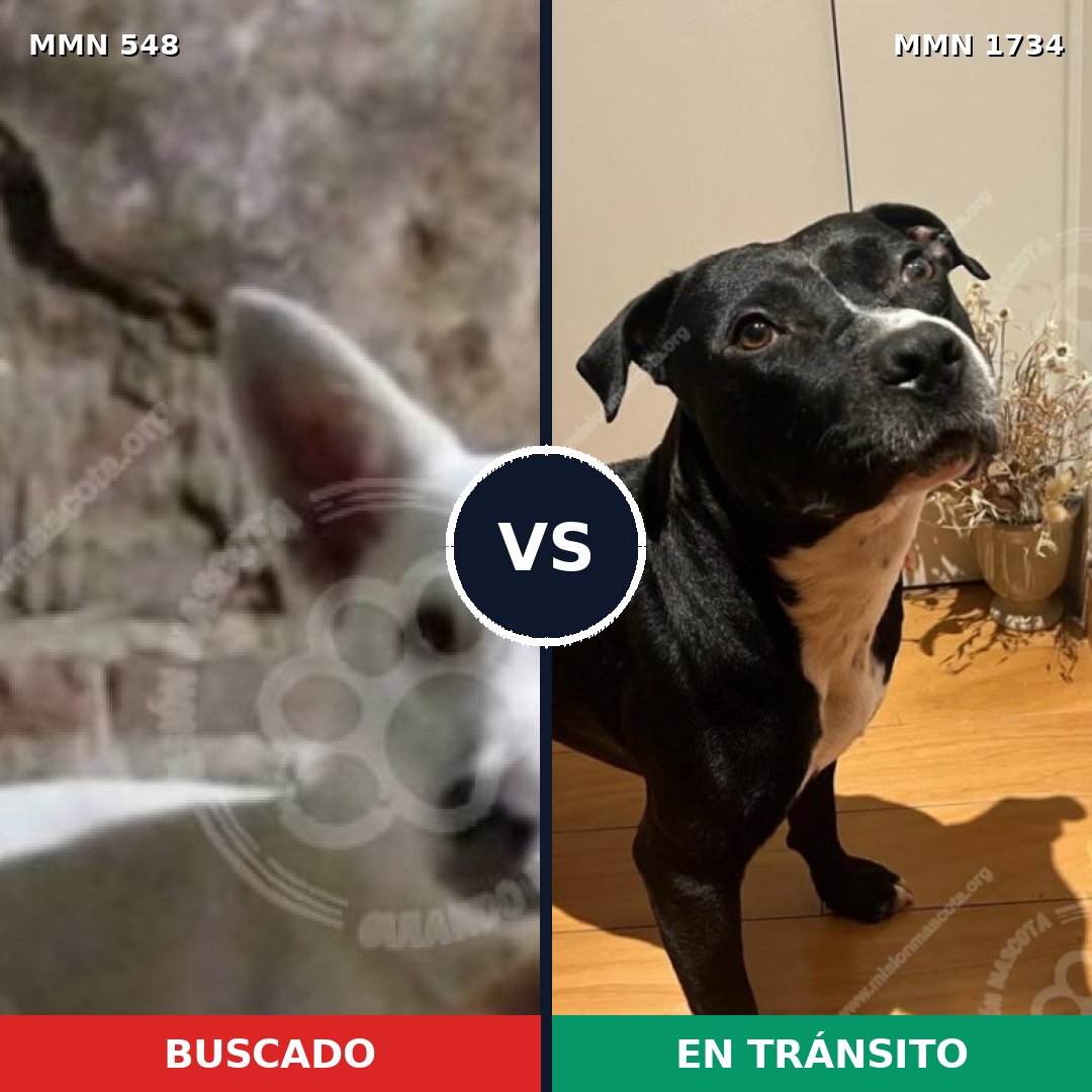 Comparativa MMS 38734: mascota perdida y mascota encontrada, 37% de similitud