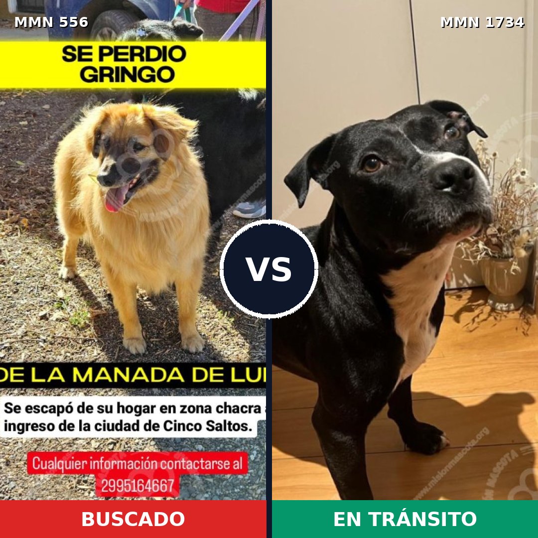 Comparativa MMS 38735: mascota perdida y mascota encontrada, 34% de similitud