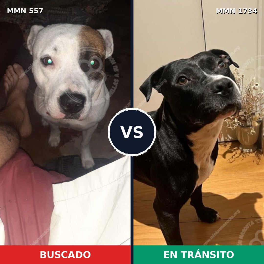 Comparativa MMS 38736: mascota perdida y mascota encontrada, 81% de similitud