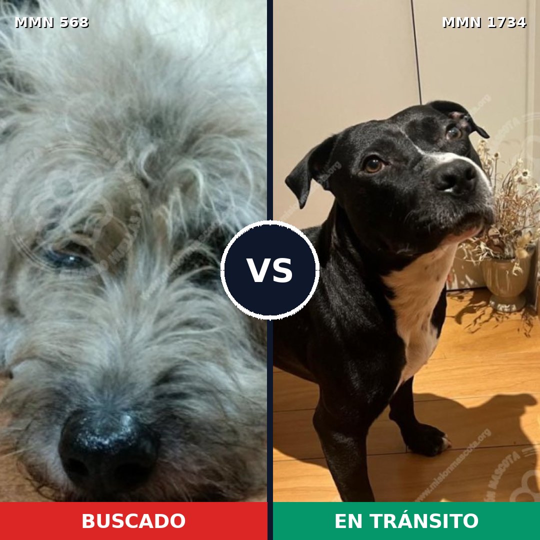 Comparativa MMS 38737: mascota perdida y mascota encontrada, 42% de similitud