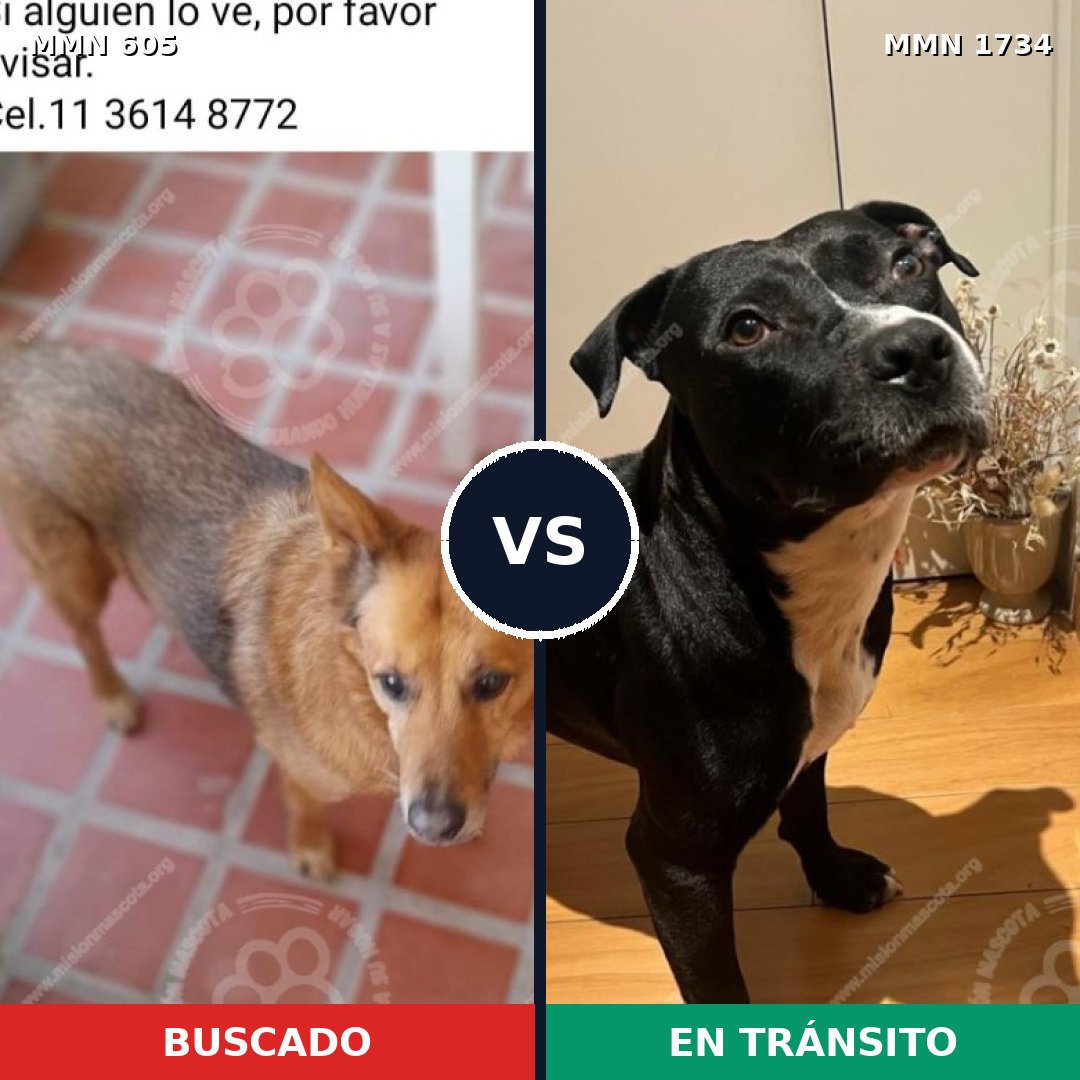 Comparativa MMS 38739: mascota perdida y mascota encontrada, 47% de similitud