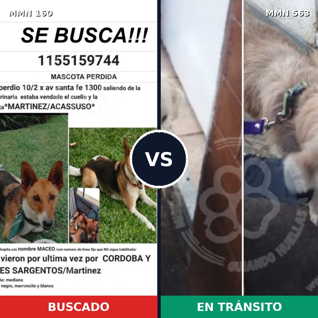 Comparativa MMS 3874: mascota perdida y mascota encontrada, 47% de similitud