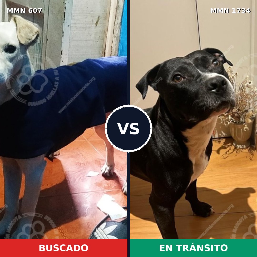 Comparativa MMS 38740: mascota perdida y mascota encontrada, 53% de similitud