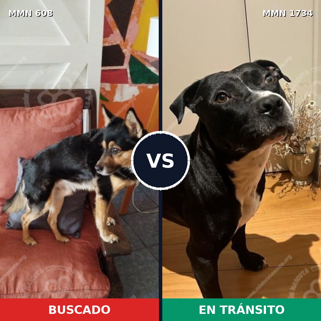 Comparativa MMS 38741: mascota perdida y mascota encontrada, 51% de similitud