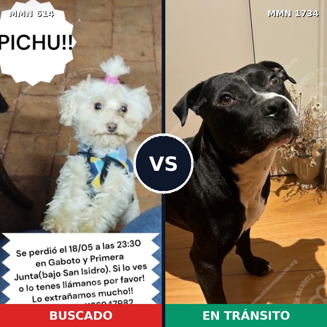 Comparativa MMS 38742: mascota perdida y mascota encontrada, 34% de similitud