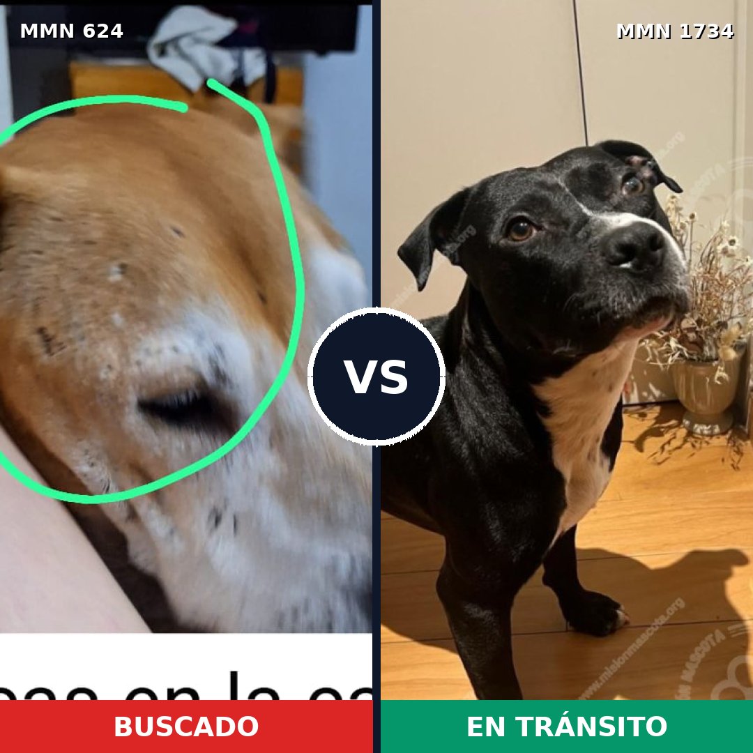 Comparativa MMS 38743: mascota perdida y mascota encontrada, 61% de similitud