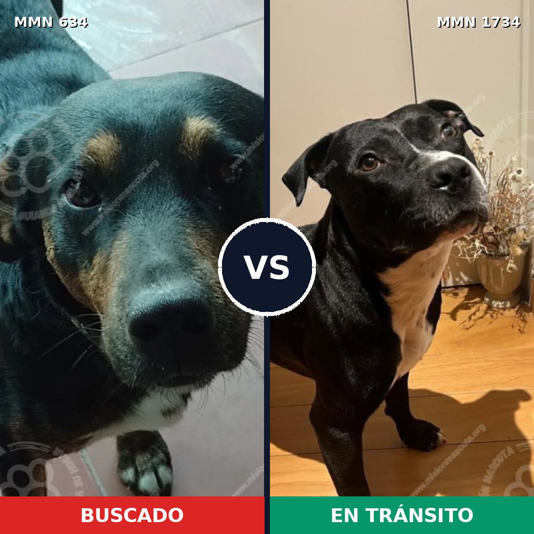 Comparativa MMS 38744: mascota perdida y mascota encontrada, 49% de similitud